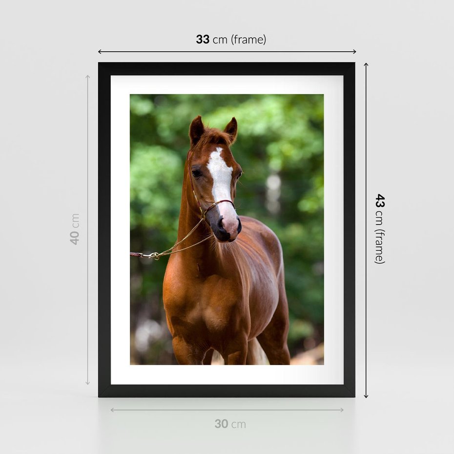 Plakat w ramie 30x40 - Portret Szlachetnego Konia - koń, portret - rama czarna