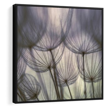 Obraz w ramie 50x50 - Makro dmuchawiec - piękno drobnych detali - dmuchawce, makro - rama czarna