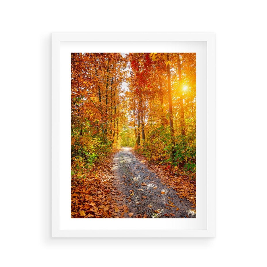 Plakat w ramie 40x50 - Kolorowe drzewa na ścieżce jesieni - las, jesień - rama biała