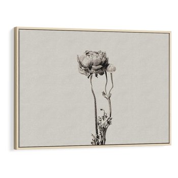 Obraz w ramie 100x70 - Cień Kwiatowej Delikatności - kwiat, cień - rama drewno