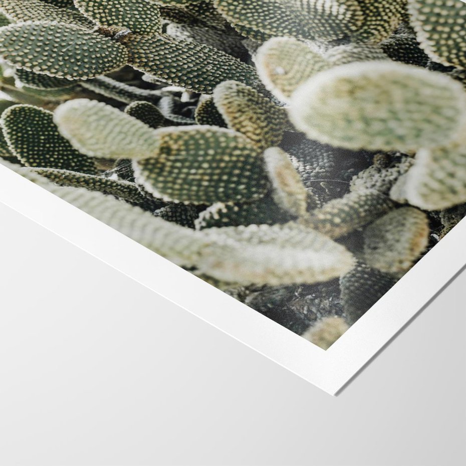 Plakat bez ramy 21x30 - Kaktusowa Harmonia - kaktusy, fotografia
