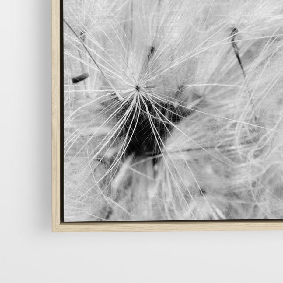 Obraz w ramie 100x70 - Zdmuchnięty Puch - dmuchawce, delikatne - rama drewno