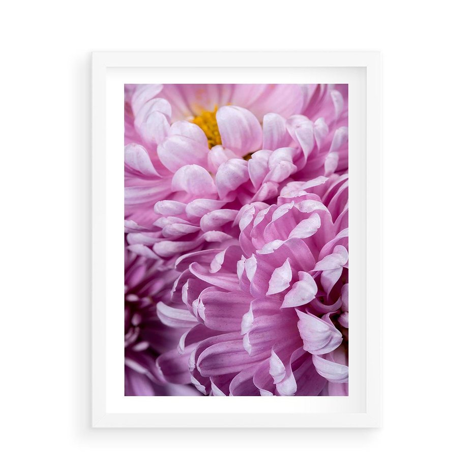 Plakat w ramie 50x70 - Fioletowy zawrót głowy - kwiat, różowy kwiat - rama biała