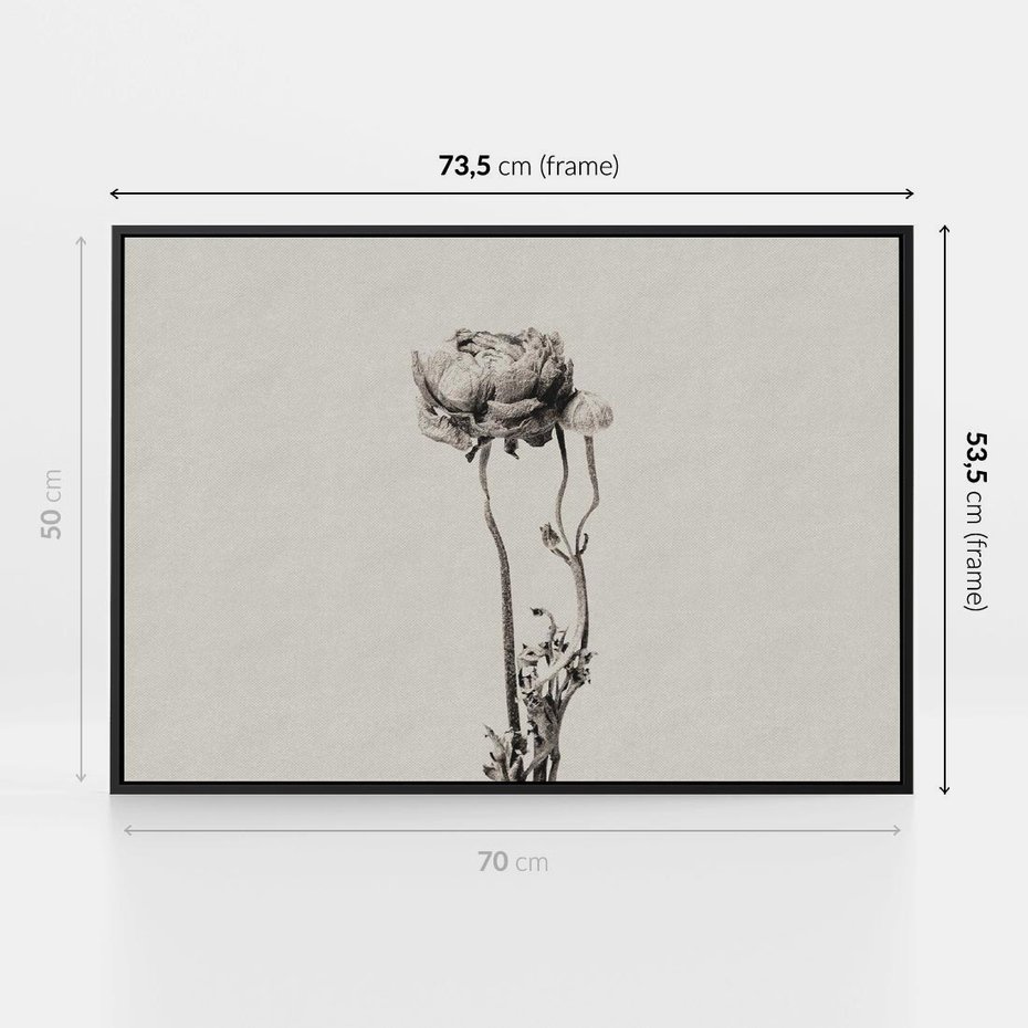 Obraz w ramie 70x50 - Cień Kwiatowej Delikatności - kwiat, cień - rama czarna