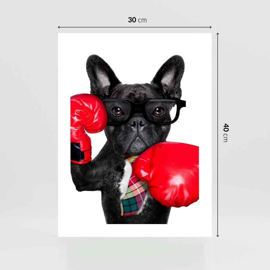 Plakat bez ramy 30x40 - Boksujący mops - pies - boks, mops