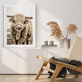 Plakat bez ramy 30x40 - Klimat Wiejskiego Życia - amerykańska krowa, byk