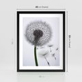 Plakat w ramie 40x50 - Lekkość Przemijania - dmuchawiec, makro - rama czarna