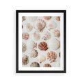 Plakat w ramie 40x50 - Morska Delikatność: Muszelki na Białym Tle - kompozycja, morskie muszelki na białym tle - rama czarna
