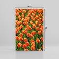 Obraz na płótnie 50x70 - Tulipanowa eksplozja - tulipany, kwiaty