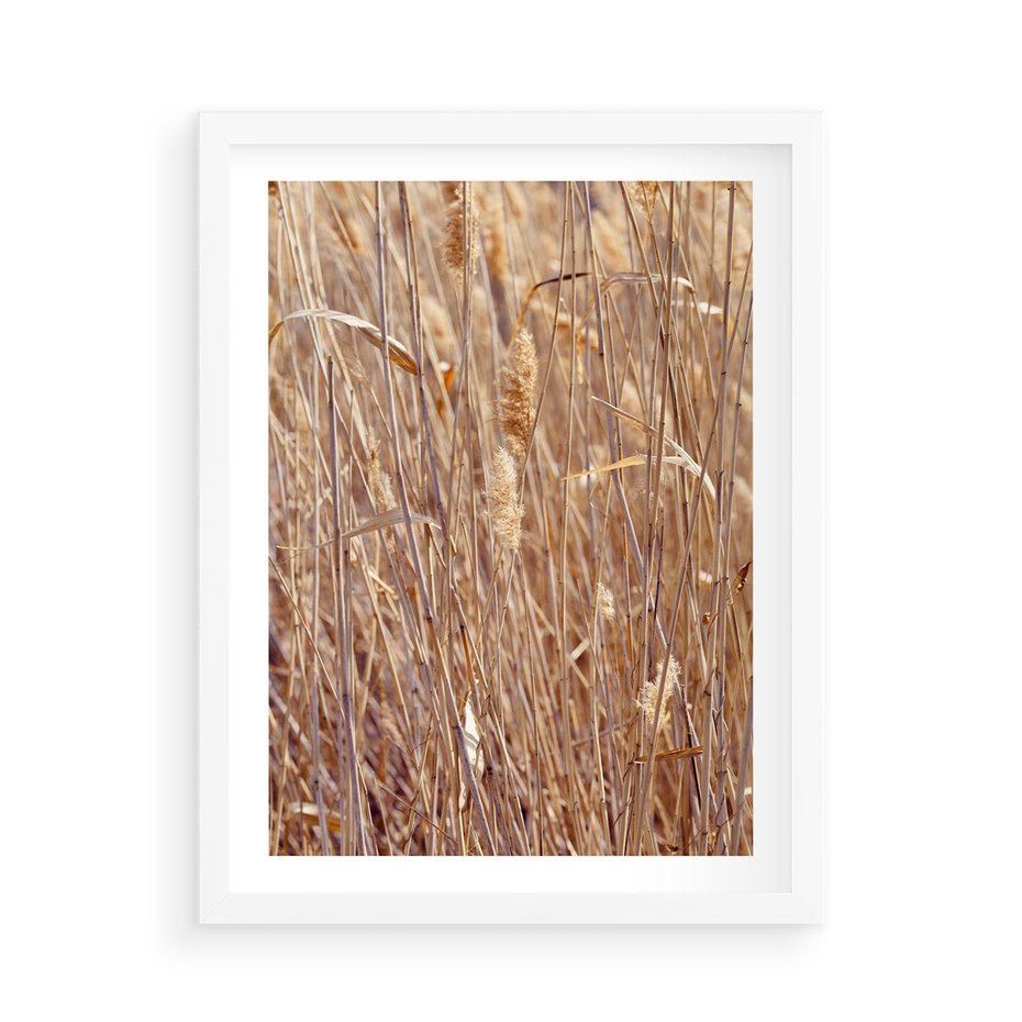 Plakat w ramie 50x70 - Mistrzowskie suche trawy - suche, trawy - rama biała