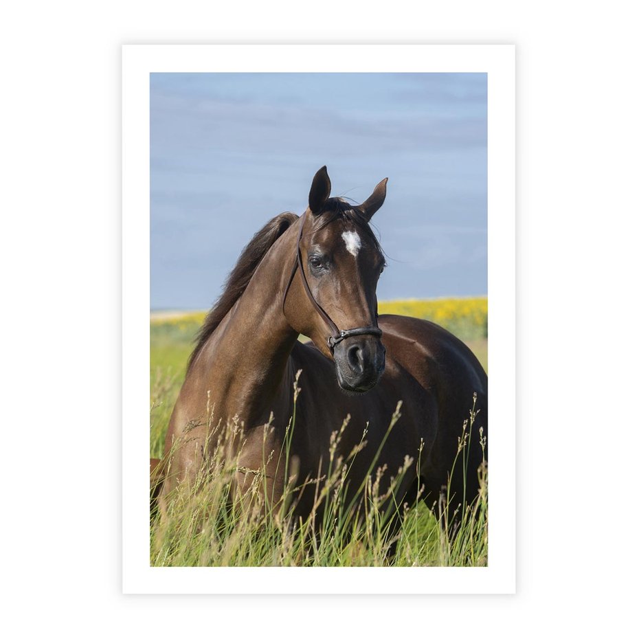 Plakat bez ramy 30x40 - Siła i piękno natury - koń, łąka