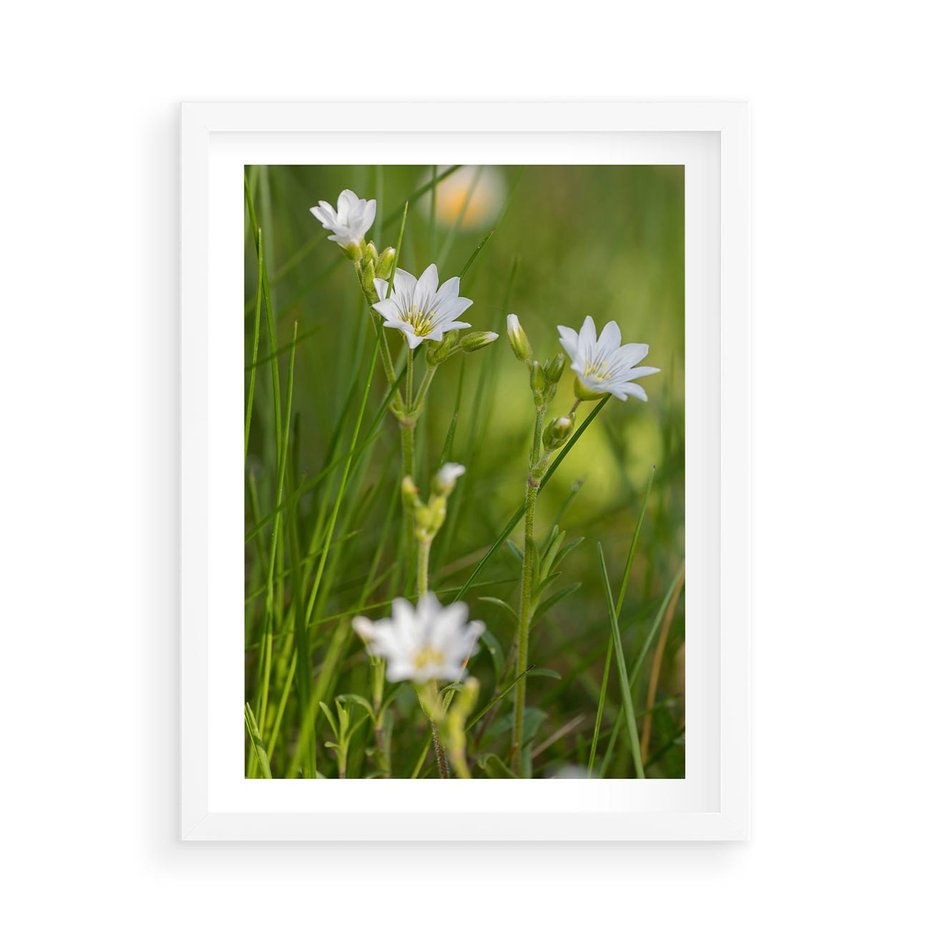 Plakat w ramie 50x70 - Kolorowa łąka - stokrotki, łąka - rama biała