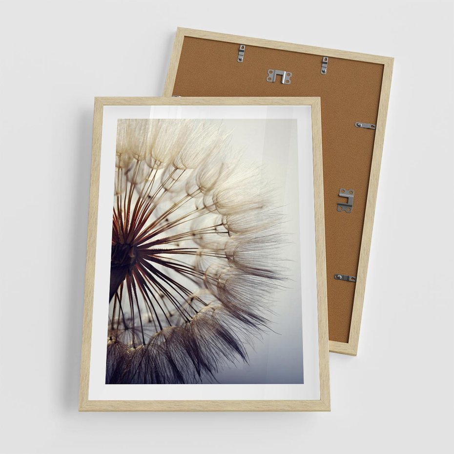 Plakat w ramie 50x70 - Makro piękno dmuchawca - makro, dmuchawiec - rama drewno