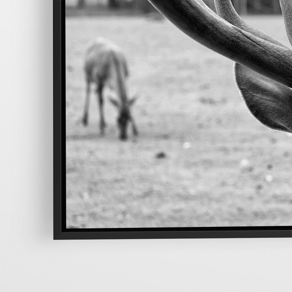 Obraz w ramie 70x50 - Przygubione motyle marzeń - fotografia czarno biała, młody jeleń w zagrodzie - rama czarna