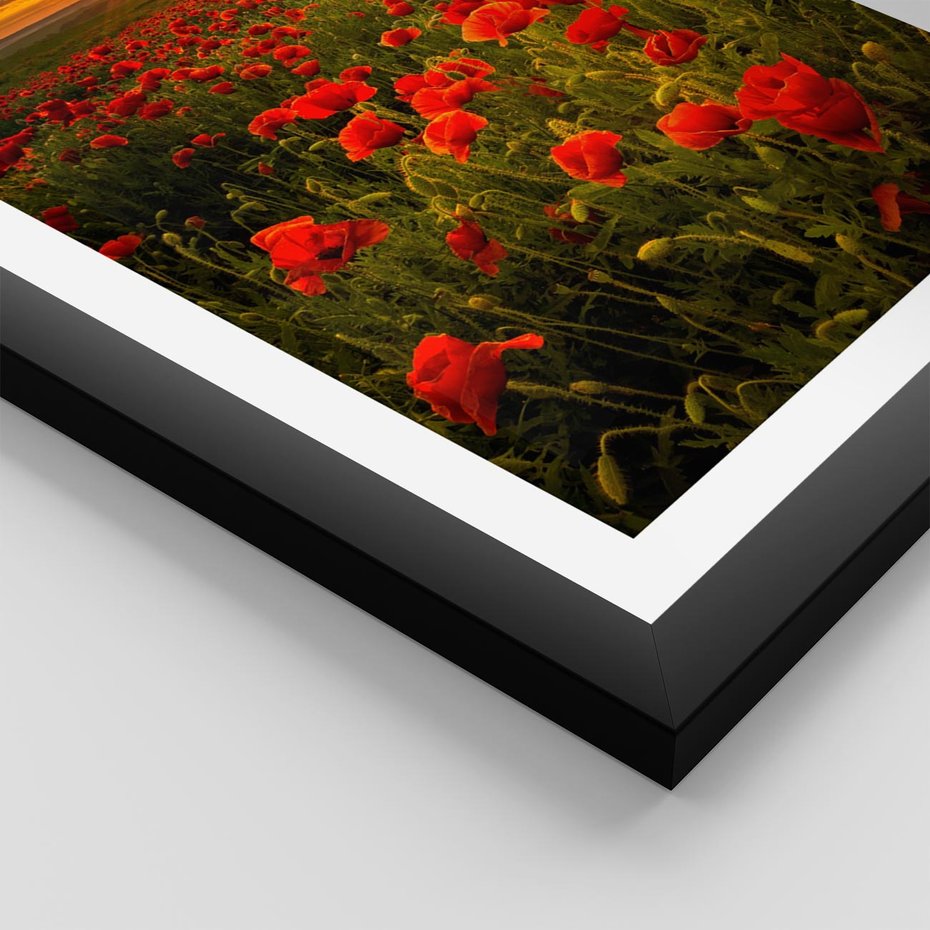 Plakat w ramie 40x50 - Maki przy zachodzie słońca - maki, zachód - rama czarna