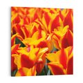 Obraz na płótnie 50x50 - Kwiatowa natura - kwiat, kwiaty