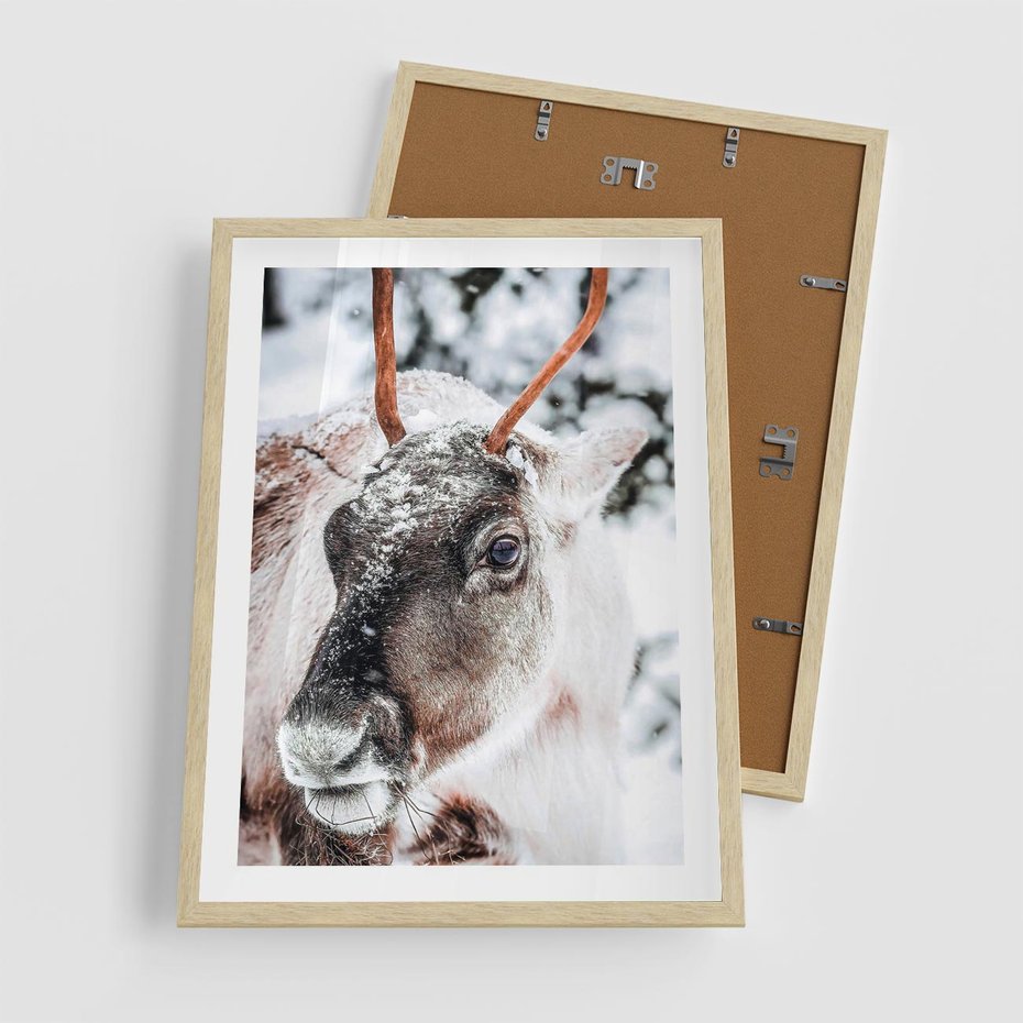 Plakat w ramie 50x70 - Renifer w Zimowej Krainie - renifer, zima - rama drewno