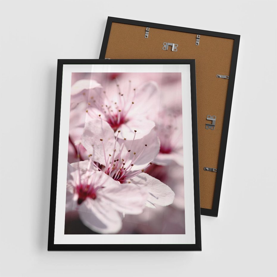 Plakat w ramie 50x70 - Kwitnąca Wiśnia - kwiaty, kwitnąca - rama czarna
