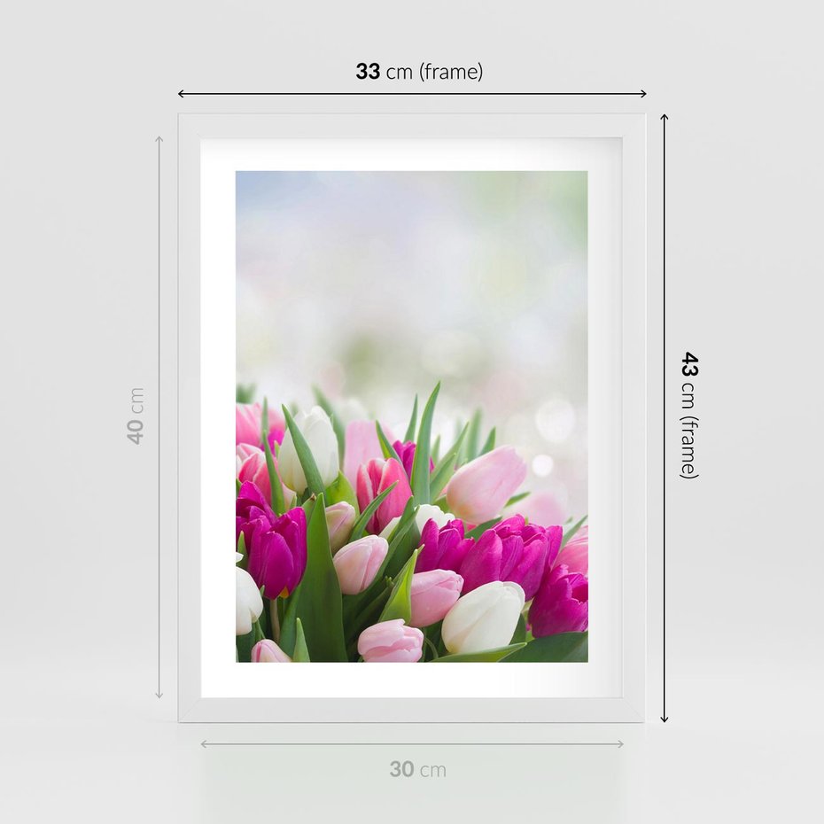 Plakat w ramie 30x40 - Tulipany w pełnym rozkwicie - tulipany, kwiaty - rama biała