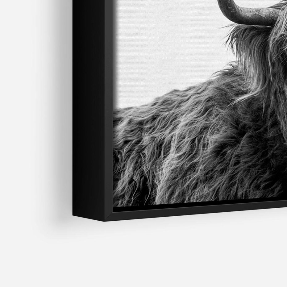 Obraz w ramie 70x50 - Moc i Spokój - amerykańskie bydło, byk - rama czarna