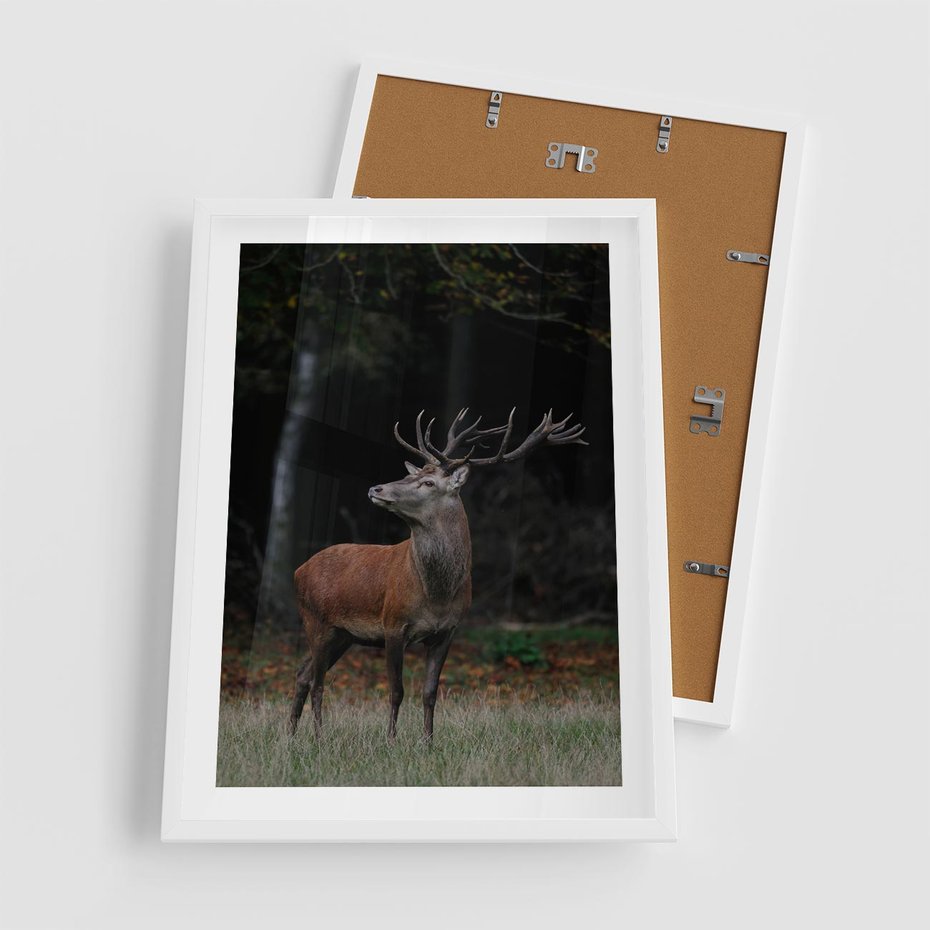Plakat w ramie 50x70 - Spotkanie z naturą - jeleń, las - rama biała
