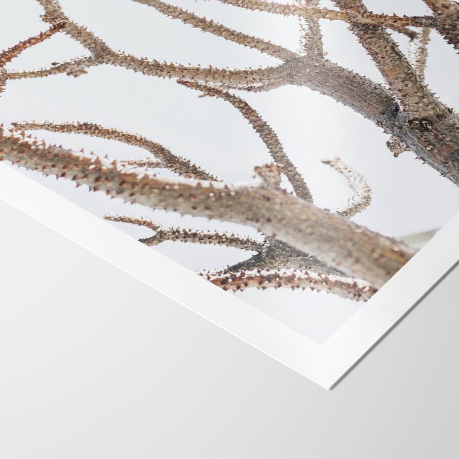 Plakat bez ramy 30x40 - Pustynna Harmonia Gałęzi - pustynna roślina, suche gałęzie