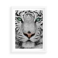 Plakat w ramie 50x70 - Magia Białego Tygrysa - biały, tygrys - rama biała