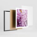 Plakat w ramie 40x50 - Fioletowy zawrót głowy - kwiat, różowy kwiat - rama czarna