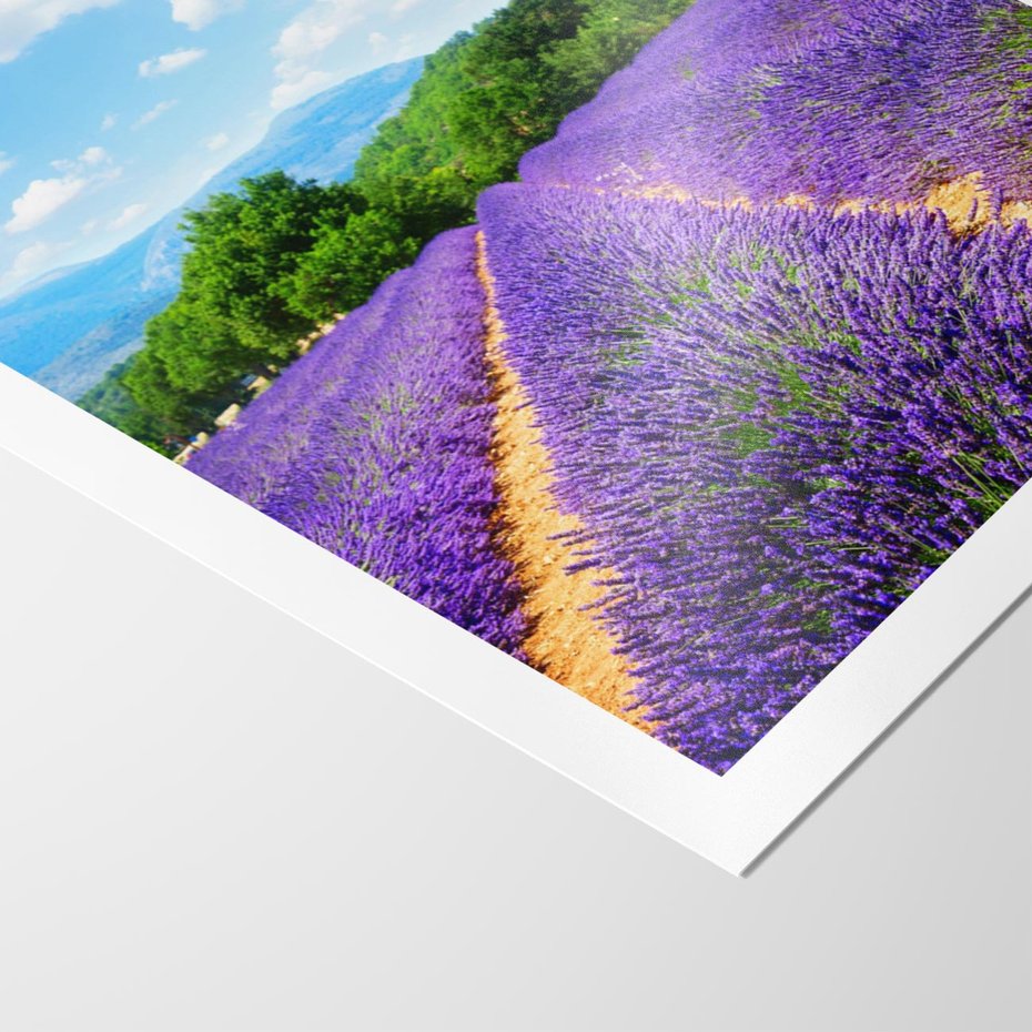 Plakat bez ramy 21x30 - Prowansalska Lawenda - lawenda, prowansja