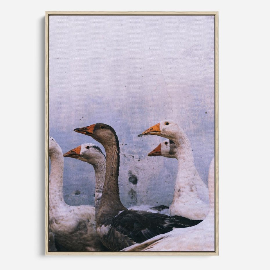 Obraz w ramie 80x120 - Spotkanie Wśród Piór - uchwycony moment, fotografia - rama drewno