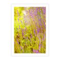 Plakat bez ramy 50x70 - Delikatność natury - lawenda, kwiaty