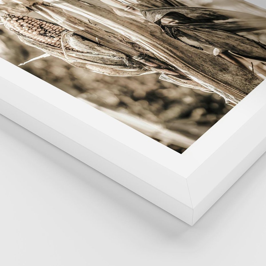 Plakat w ramie 30x40 - Retro Pole Kukurydzy - retro zdjęcie, sepia - rama biała