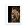 Plakat w ramie 30x40 - Władca Dzikiej Przyrody - lew, król - rama biała