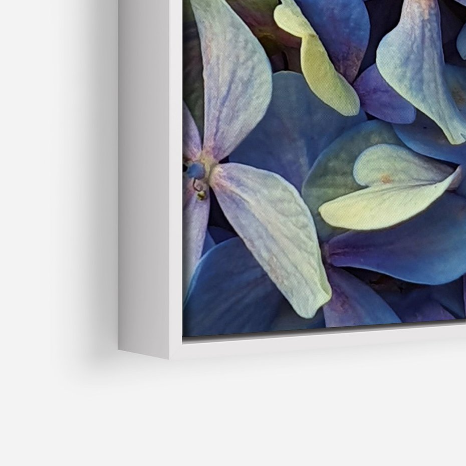 Obraz w ramie 50x70 - Hortensja - delikatność kwiatów - hortensja, kwiaty - rama biała