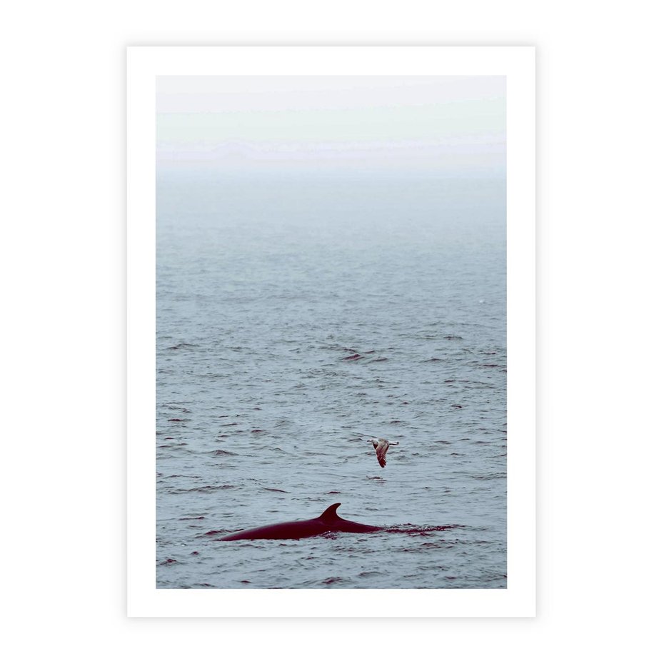 Plakat bez ramy 30x40 - Spotkanie z Orką - morze, ocean