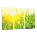 Obraz na płótnie 120x80 - Piękno Poranka - łąka, trawa