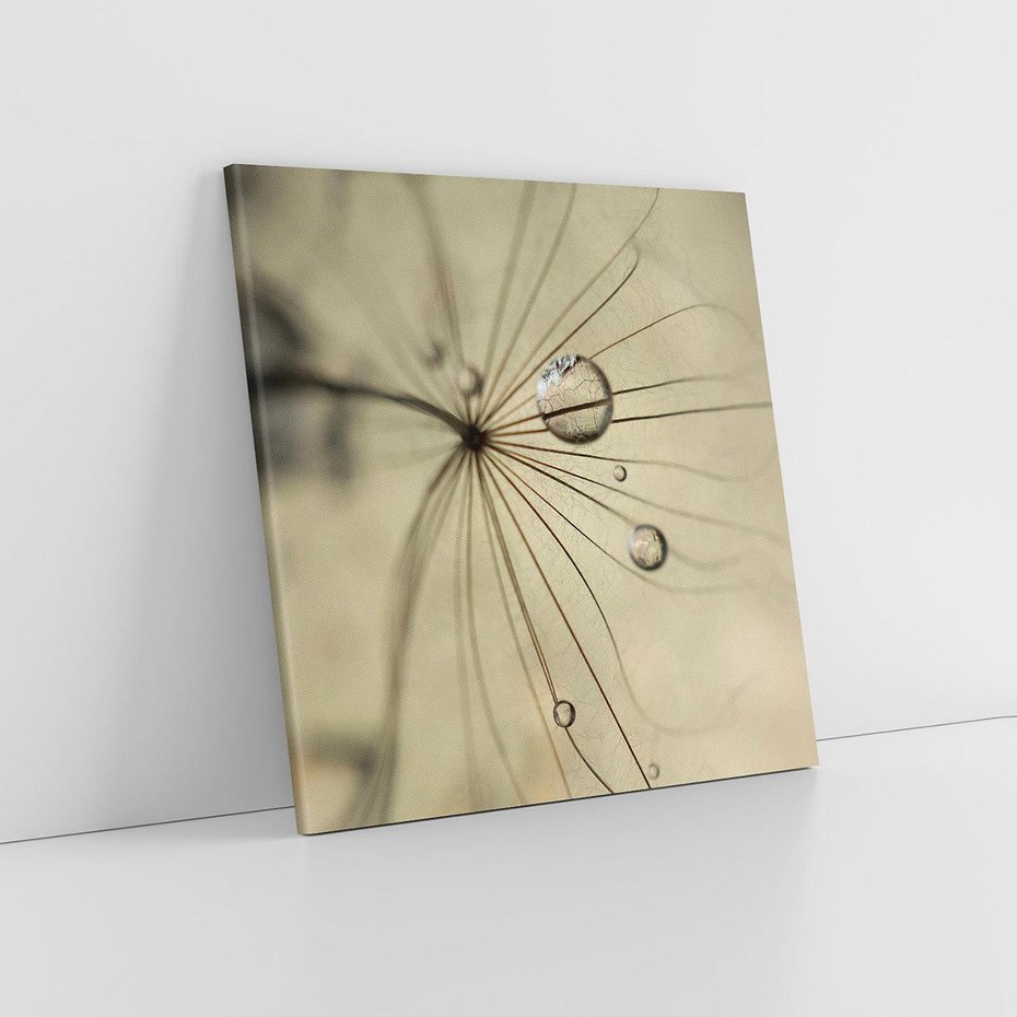 Obraz na płótnie 30x30 - Delikatność dmuchawców - dmuchawce, krople