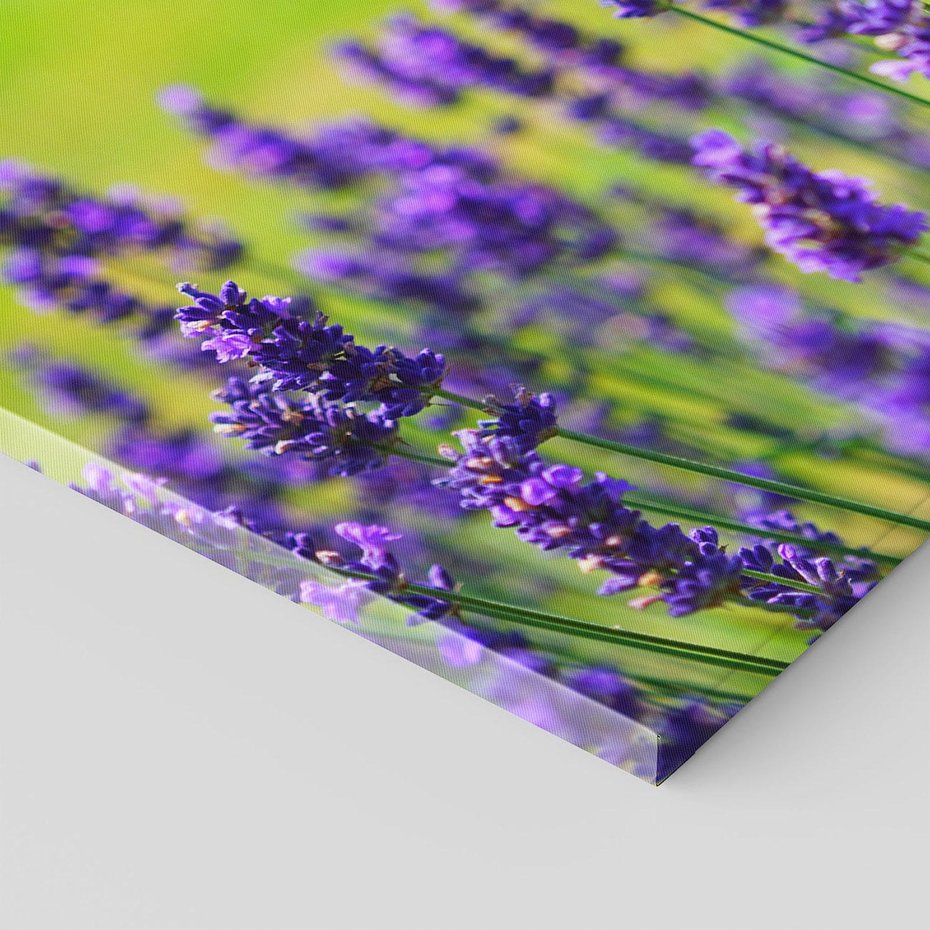 Obraz na płótnie 120x80 - Lawenda w naturze - lawenda, kwiaty