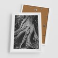 Plakat w ramie 50x70 - Siła Natury - czarno biała fotografia, korzenie wielkiego drzewa - rama biała