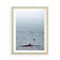 Plakat w ramie 50x70 - Spotkanie z Orką - morze, ocean - rama drewno