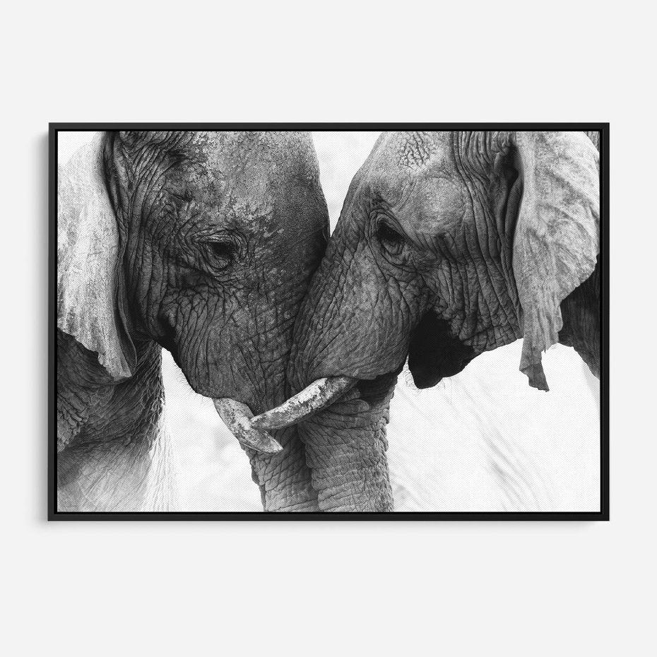 Obraz w ramie 70x50 - Spotkanie Mądrości - fotografia czarno biała, dwa słonie - rama czarna