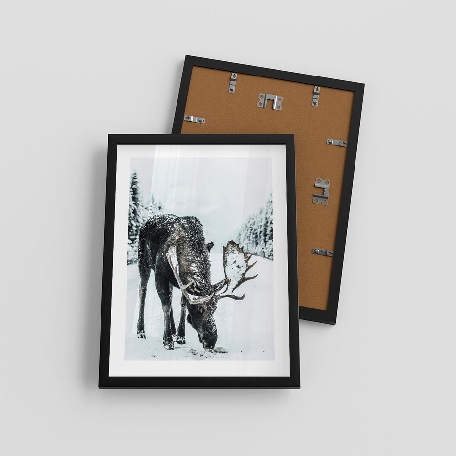 Plakat w ramie 30x40 - Zimowy Portret Łosia - łoś w zimowej scenerii - rama czarna