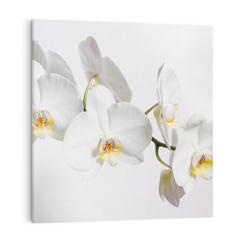 Obraz na płótnie 70x70 - Orchidea Kwiat - orchidea, kwiat