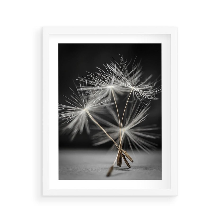 Plakat w ramie 40x50 - Delikatność dmuchawców zbliżenie - dmuchawce, zbliżenie - rama biała