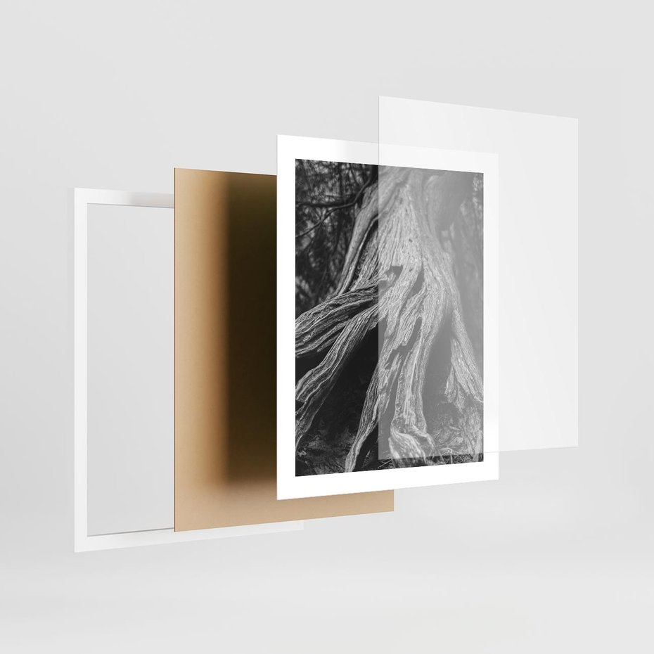 Plakat w ramie 40x50 - Siła Natury - czarno biała fotografia, korzenie wielkiego drzewa - rama biała