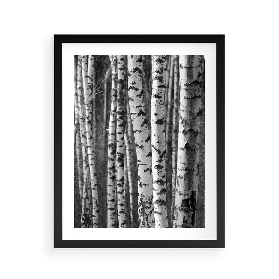Plakat w ramie 40x50 - Kontrast Monochromatyczny - brzozy, czarno - rama czarna
