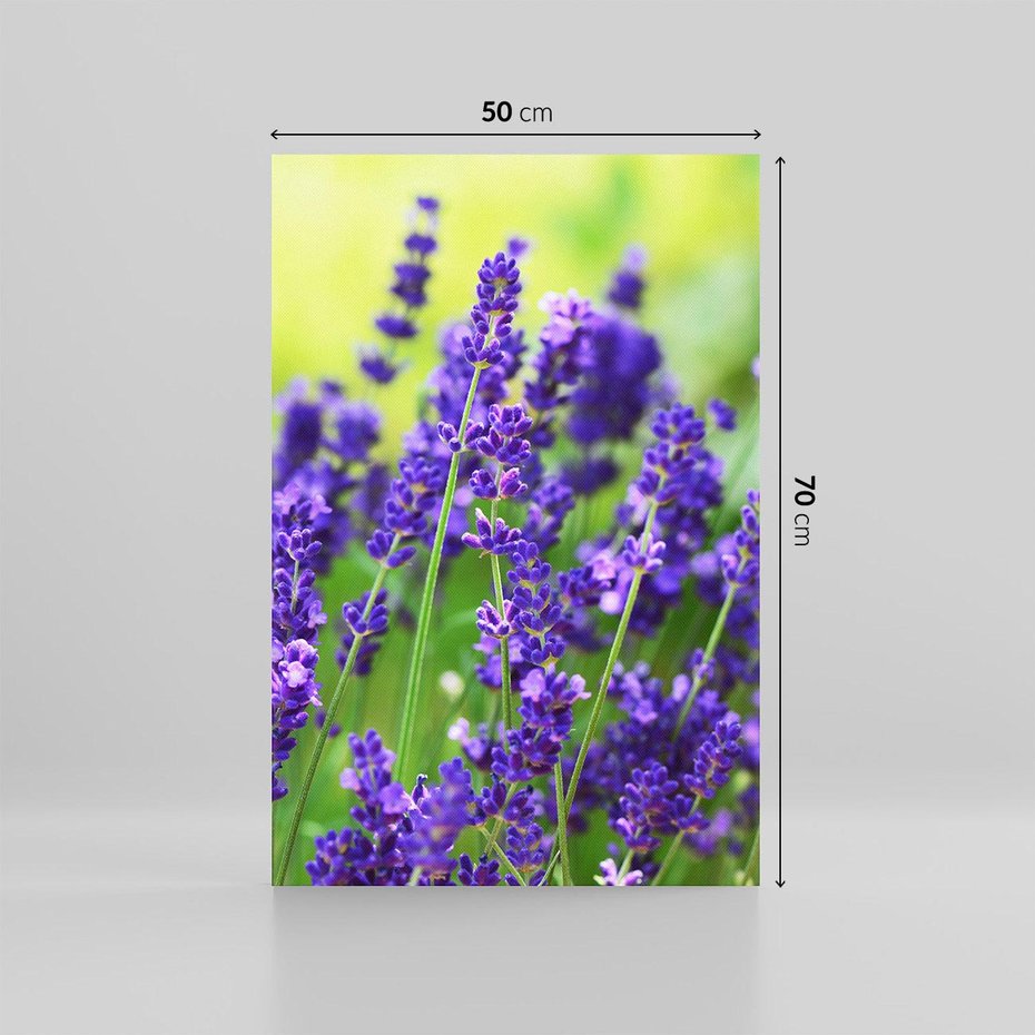 Obraz na płótnie 50x70 - Elegancka lawenda w pełnym rozkwicie - lawenda, kwiaty