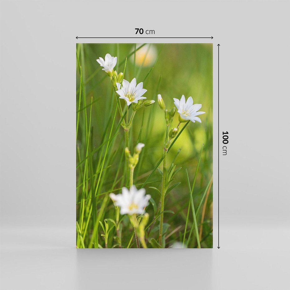 Obraz na płótnie 70x100 - Kolorowa łąka - stokrotki, łąka