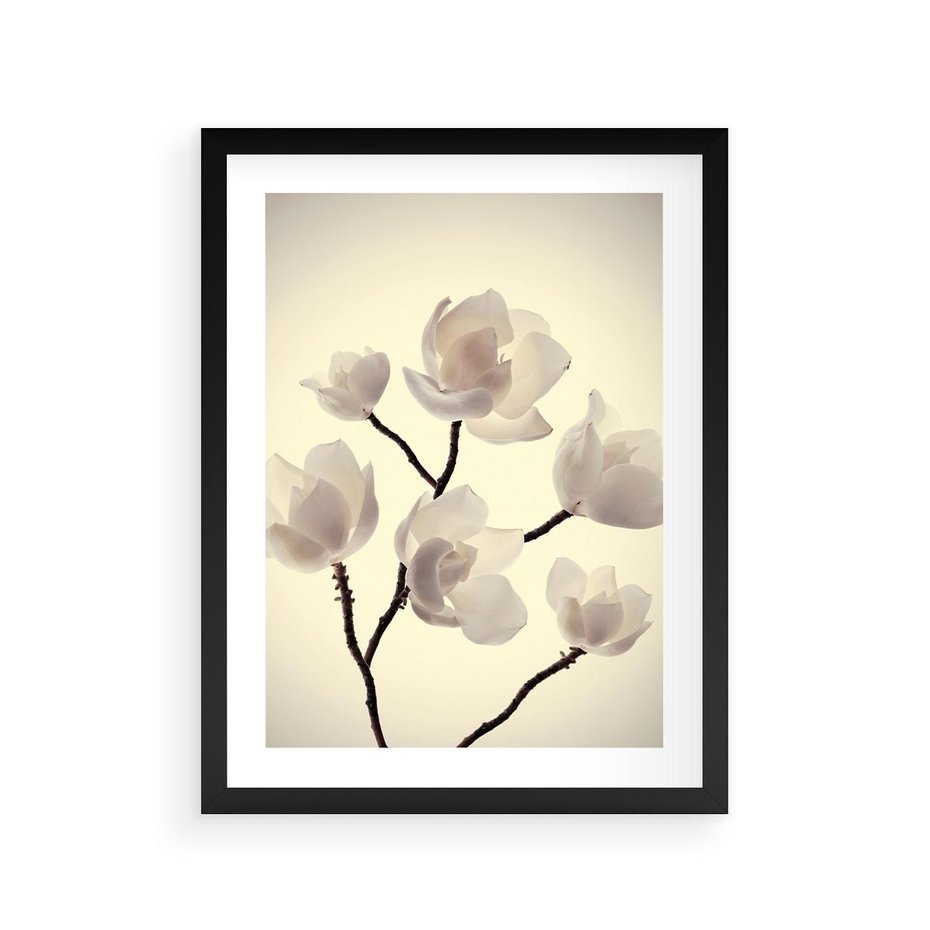 Plakat w ramie 30x40 - Elegancja Natury - magnolia, białe - rama czarna