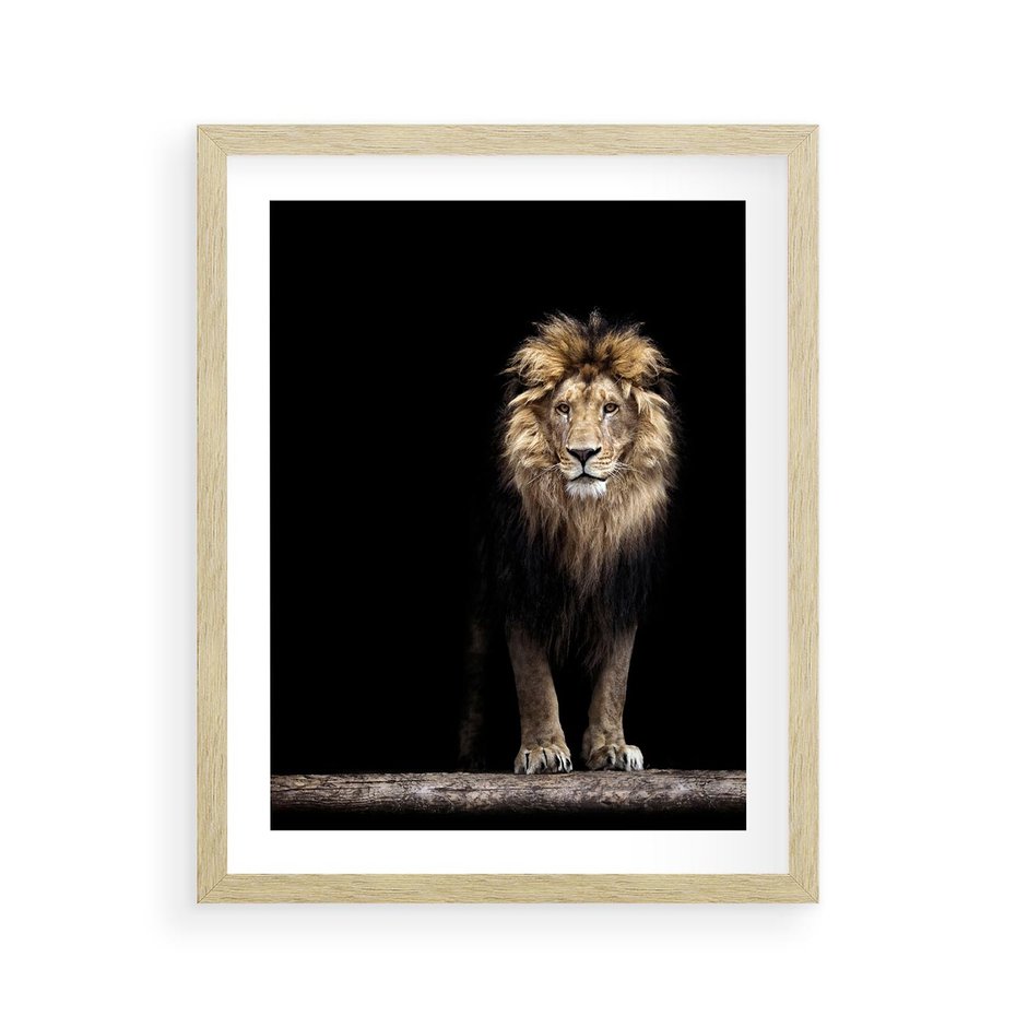 Plakat w ramie 40x50 - Lew: dzikie piękno natury - lew, dzikie - rama drewno